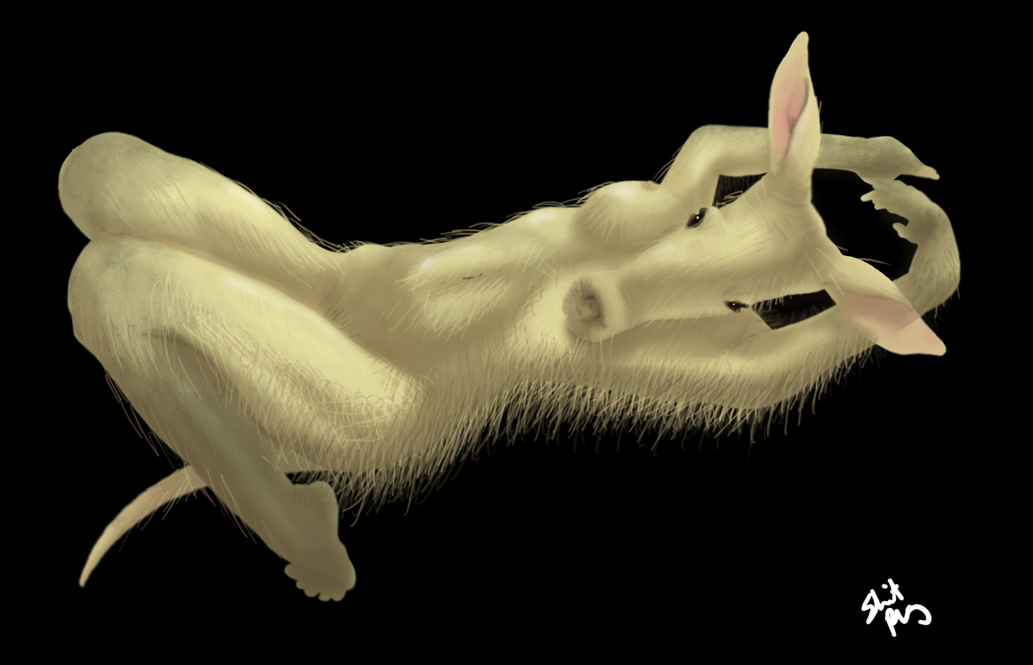 lady aardvark