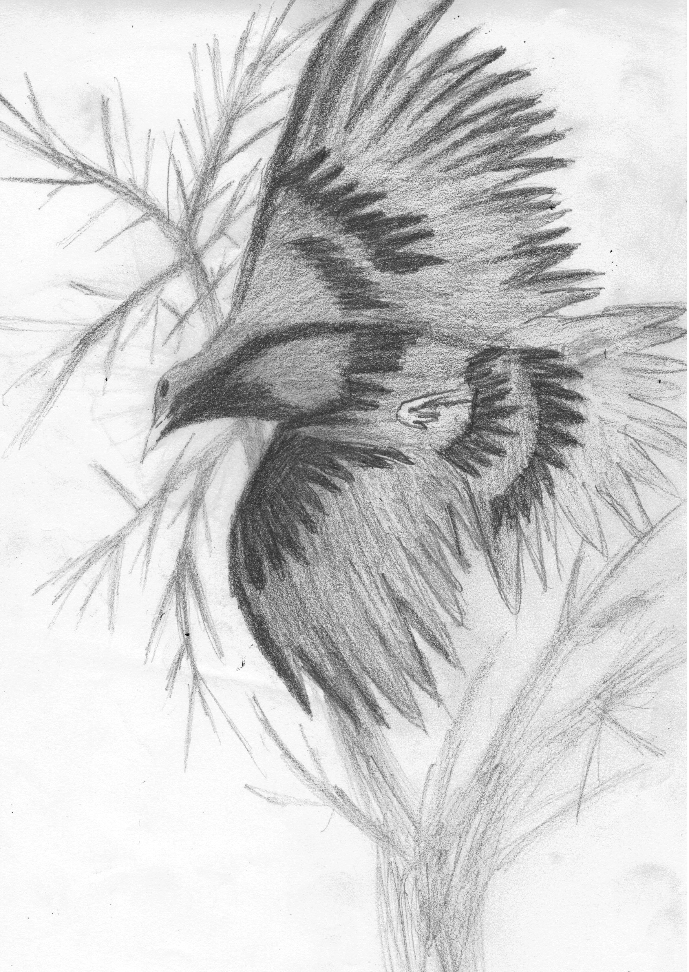 CROW CROW