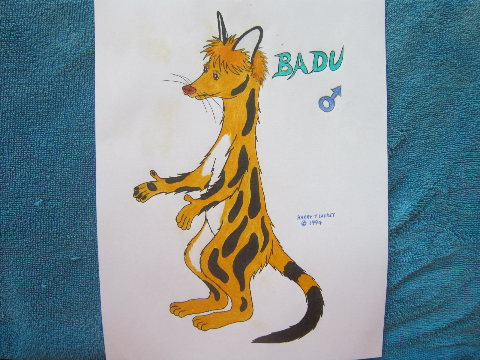 Badu the linsang