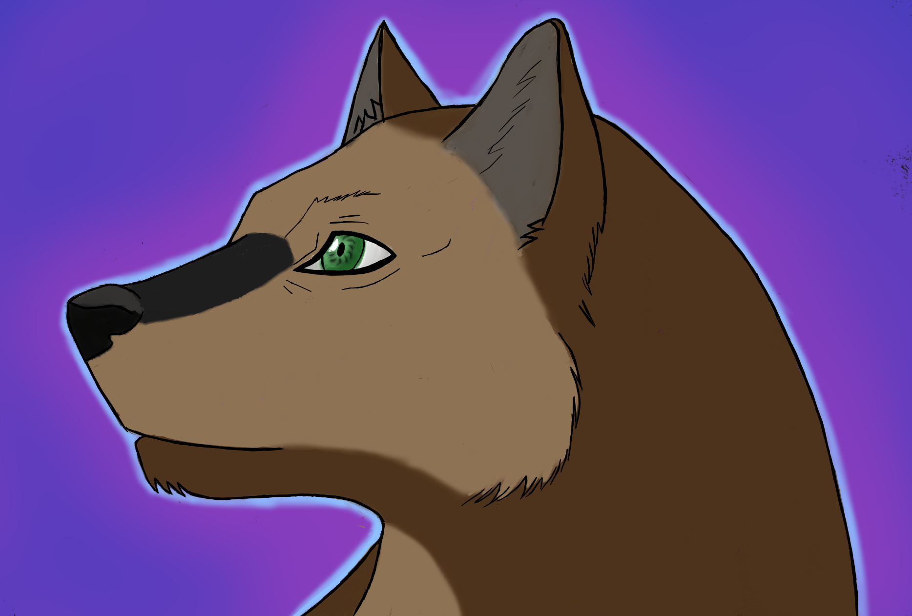 German shepherd/wolf