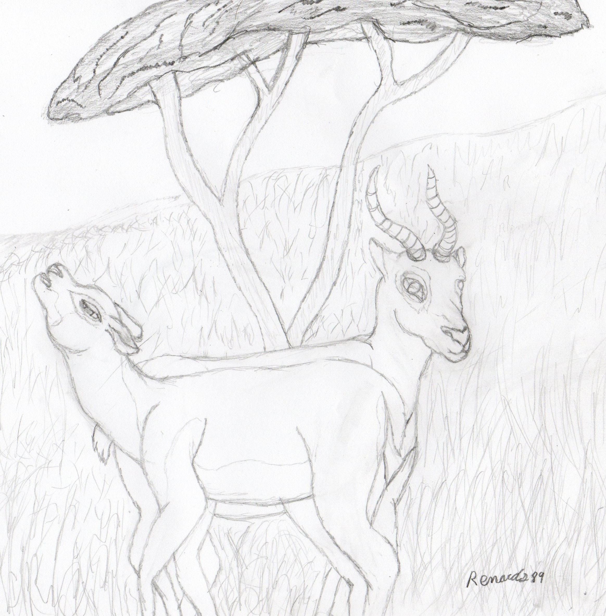impala