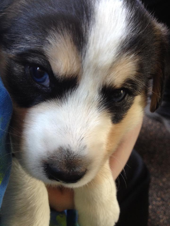 Puppy