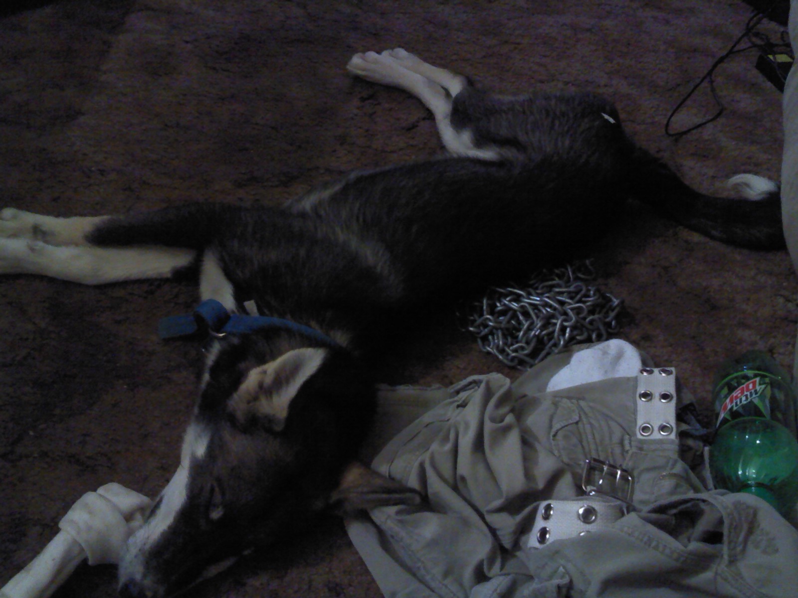 My Husky Puppy
