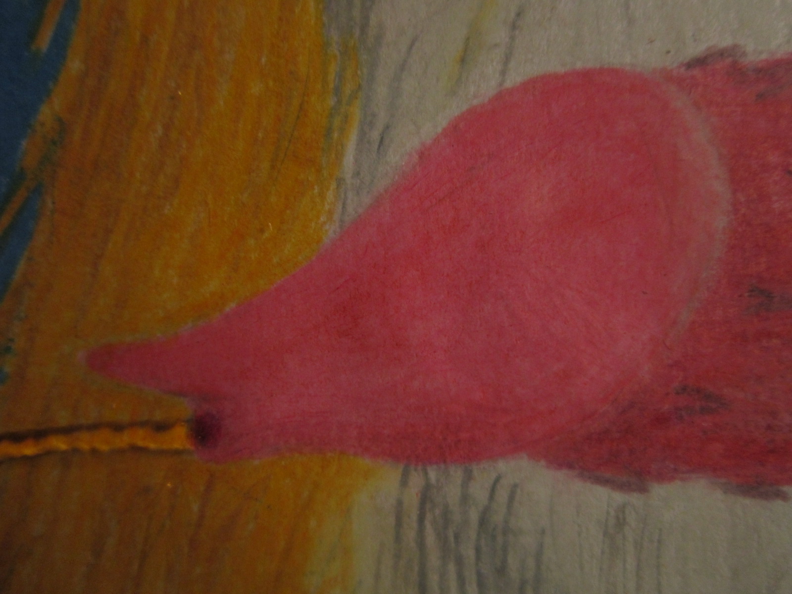 Badu linsang peeing close up