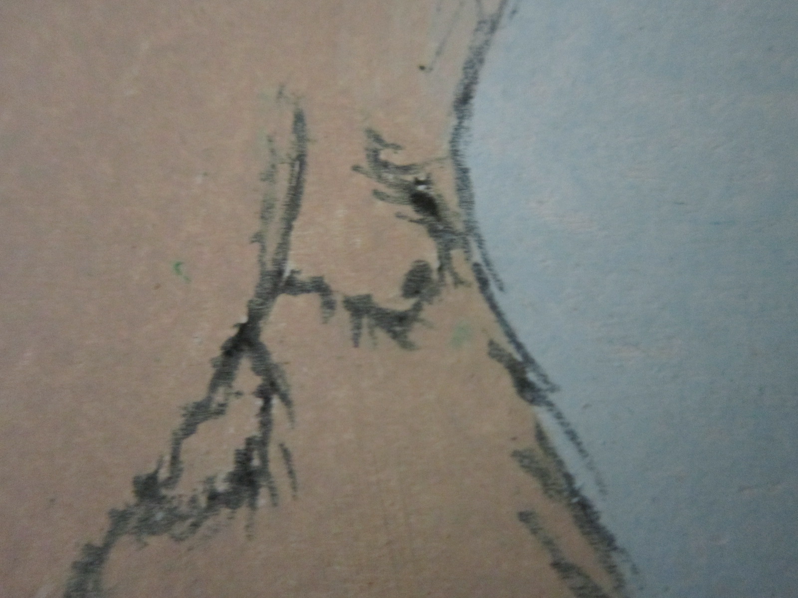 Zhang Meerkat With Penis in Sheath