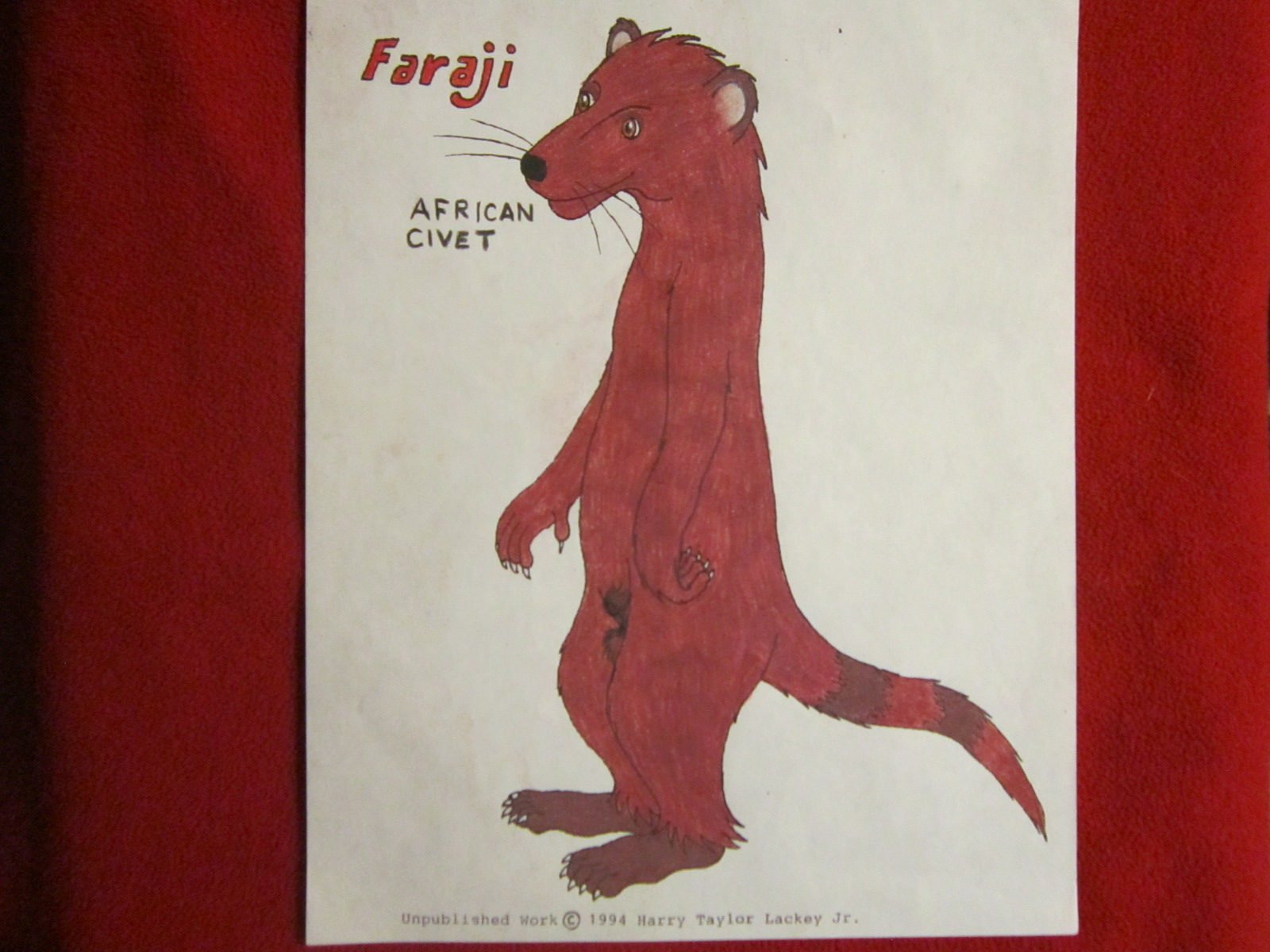 Faraji Civet with Penis in Sheath