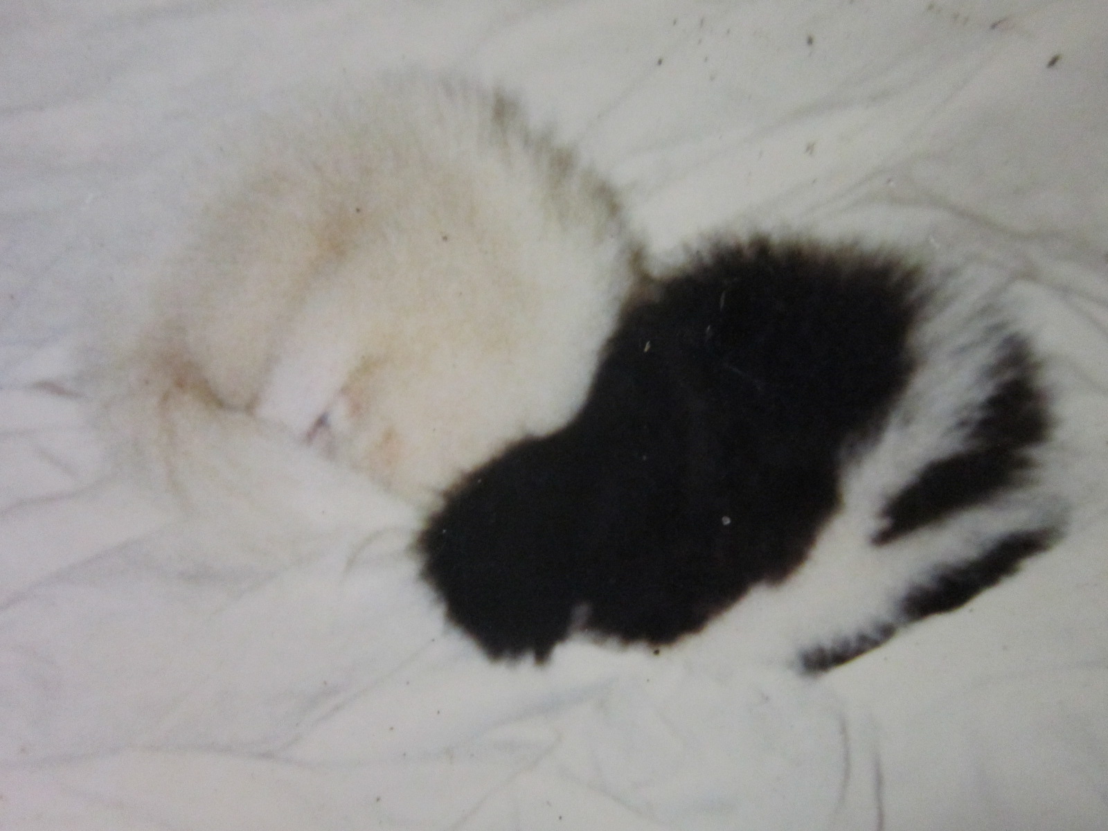 Skunks Cuddling