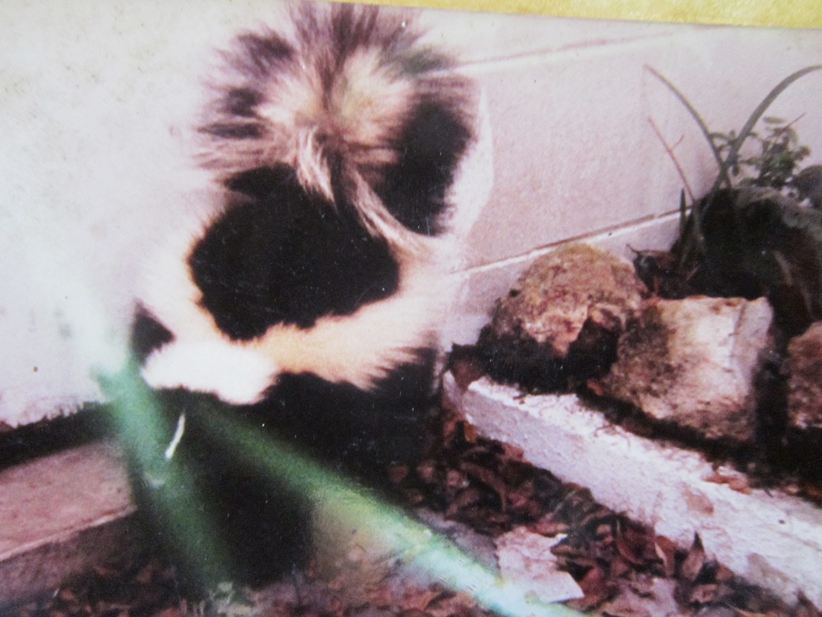 Skunk at the back door