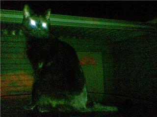Black cat