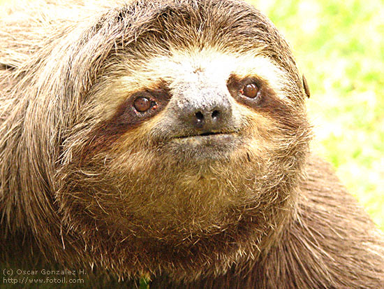 A sloth