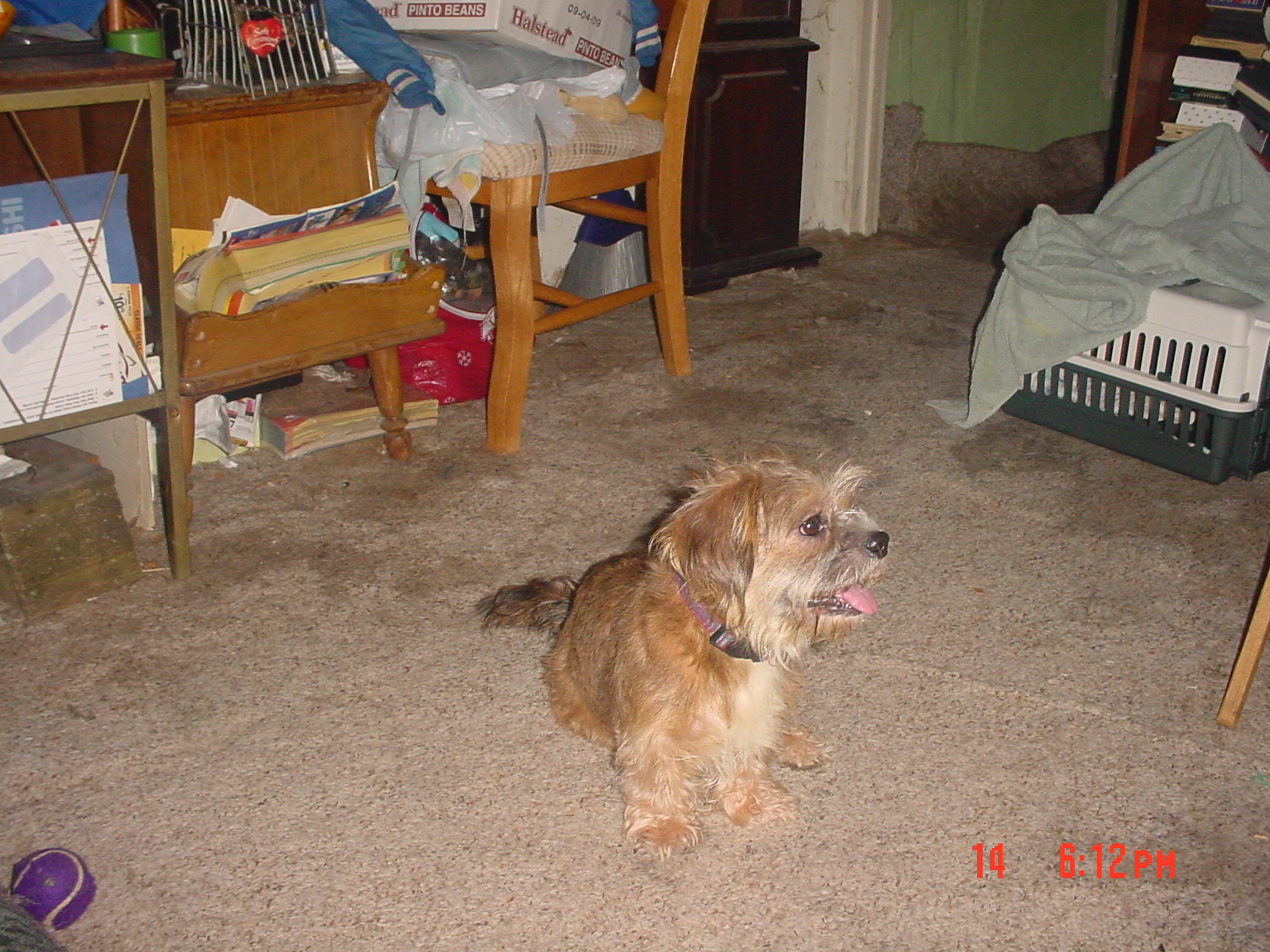Benji