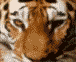 renards89