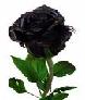 [rose]