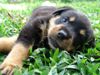 [Rottie_Pup]