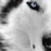 Synn Wolf