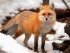 [FeminineFox233]