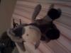 cute stuffies^^