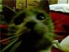 Kitty