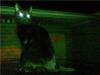 Black cat