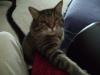 My cat