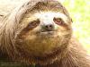 A sloth