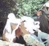 My Zebu 1