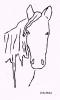 Zebu Rider