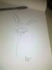 Rabbit1