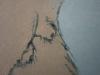 Zhang Meerkat With Penis in Sheath