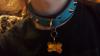 collar and tag