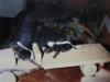 Skunks on a truck