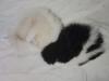 Skunks Cuddling
