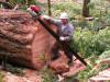 1980 Stihl 090