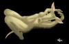 lady aardvark