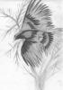 CROW