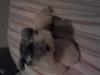 puppy^^