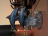 dolphin 2