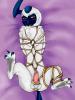 captured a wild absol