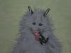 Opposum Pick a Nose