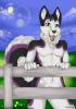 Uskie - My fursona