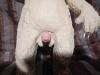 Moyo's Penis Front view