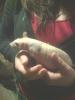 Sprocket, the Hairless Rat