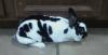 MooCow