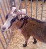 Billy Goat