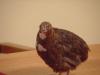 Myron, The Quail