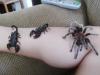 Arachnid Party