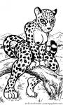 jaguars