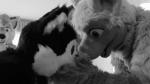 general fursuit compilations