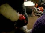 donkey suits